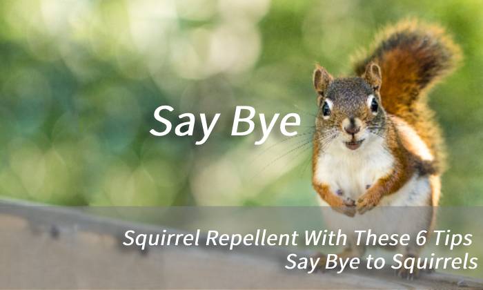 Squirrel Repellent