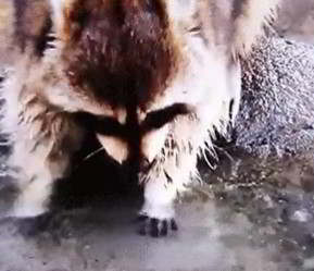 Raccoon washes marshmallow