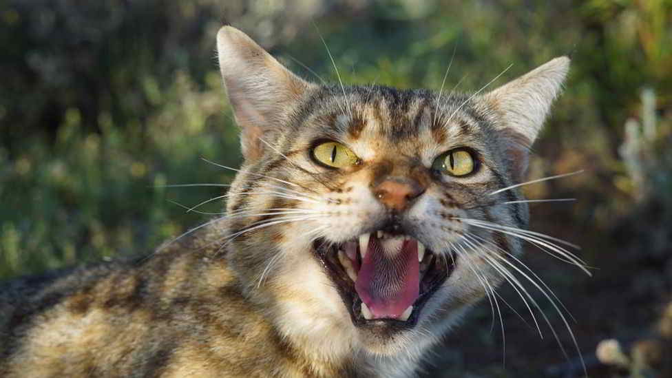 wild cat australia