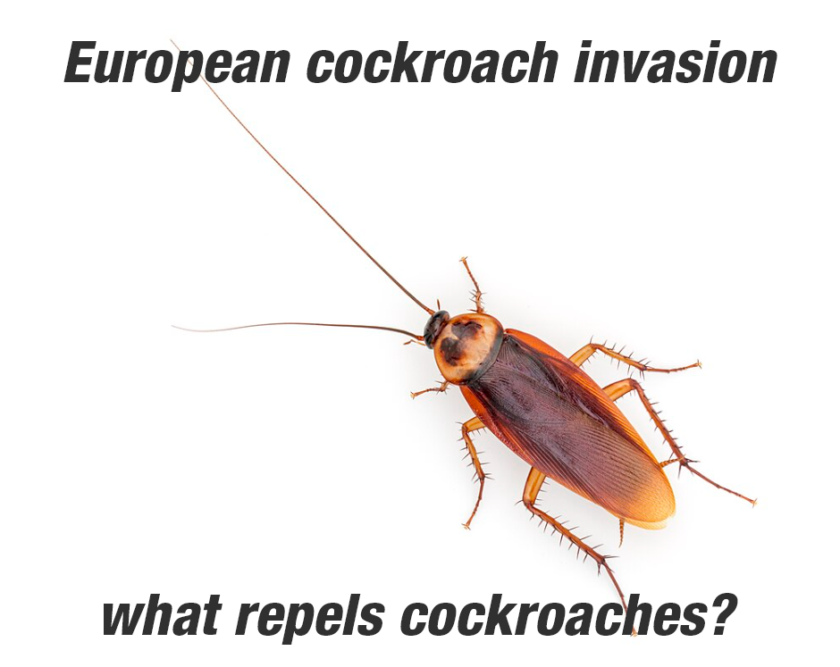 What repels cockroaches?