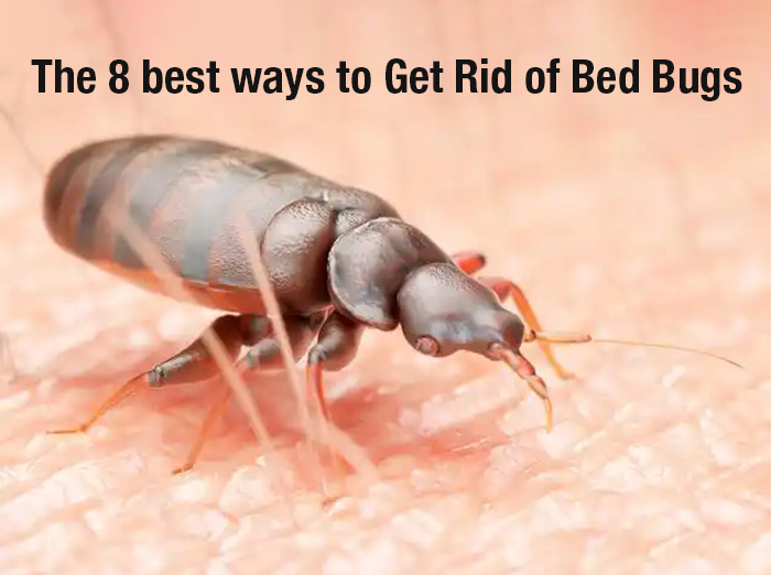 The 8 best ways to Get Rid of Bed Bugs