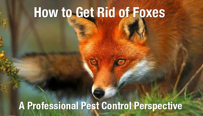 How to Get Rid of Foxes: A Professional Pest Control Perspective