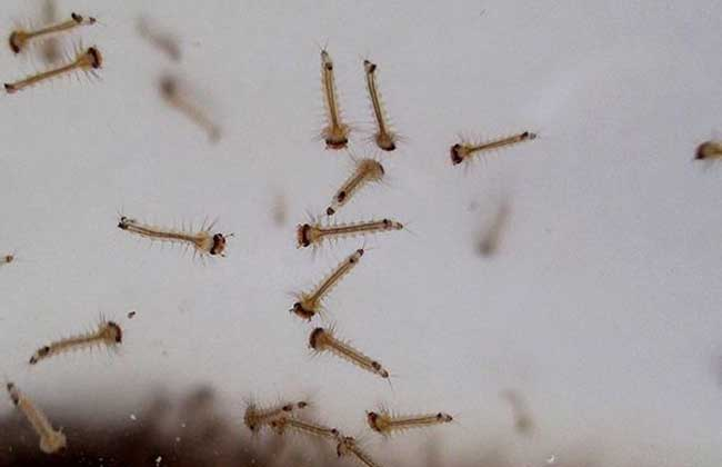 How to Get Rid of Tiger Mosquitoes?