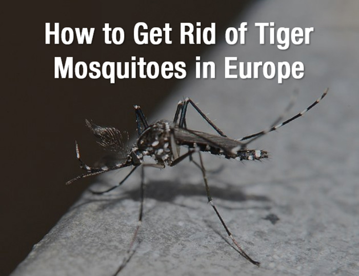 How to Get Rid of Tiger Mosquitoes in Europe
