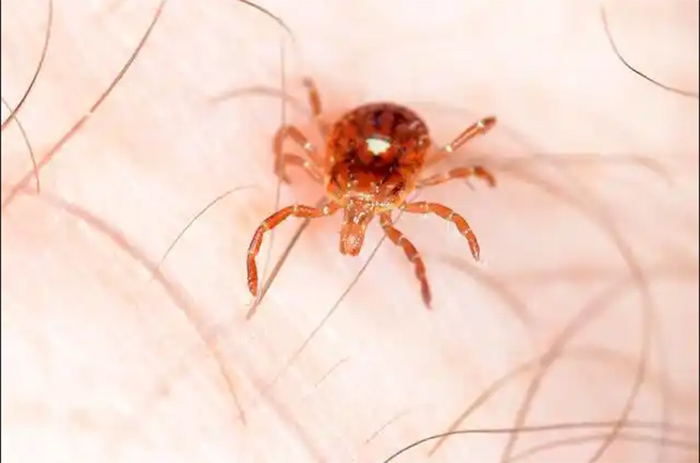Lone Star Tick on a person