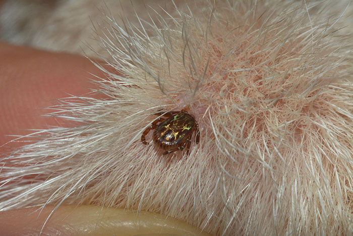 American Dog Tick on a dog
