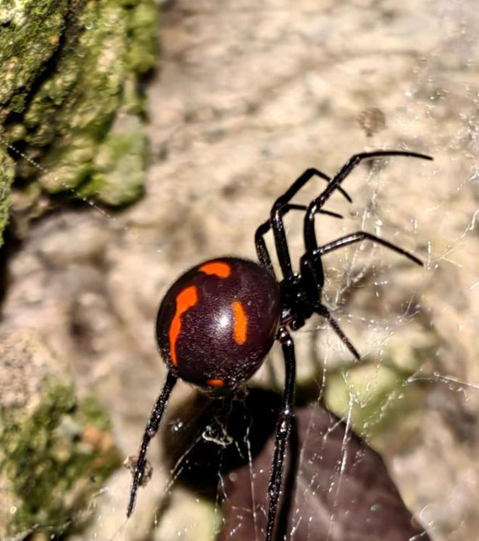 Black Widow Spider