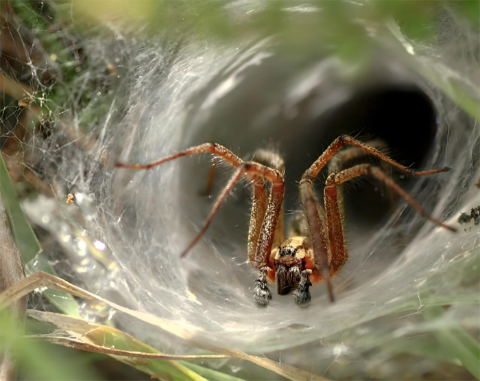 Sydney Funnel-web Spider