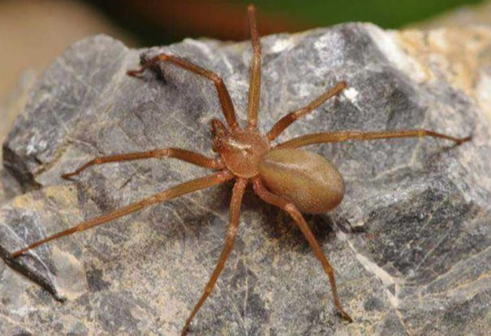 Brown Recluse Spider