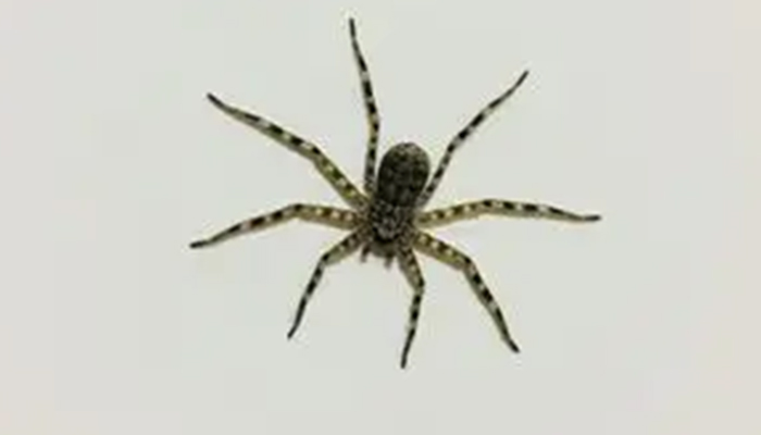 House Spider