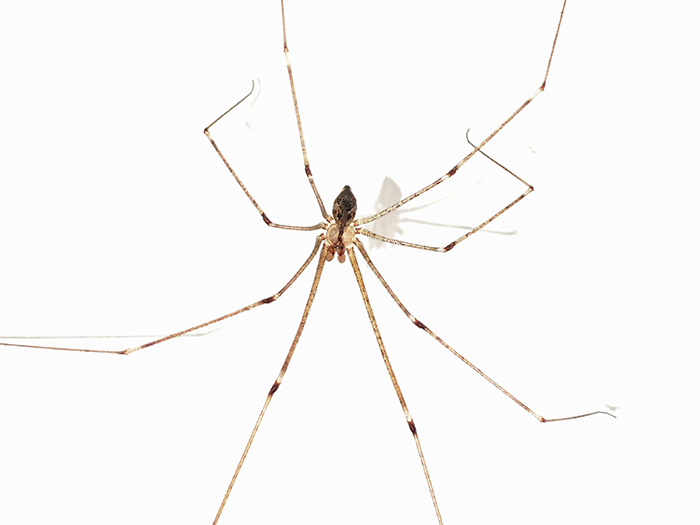 Cellar Spider