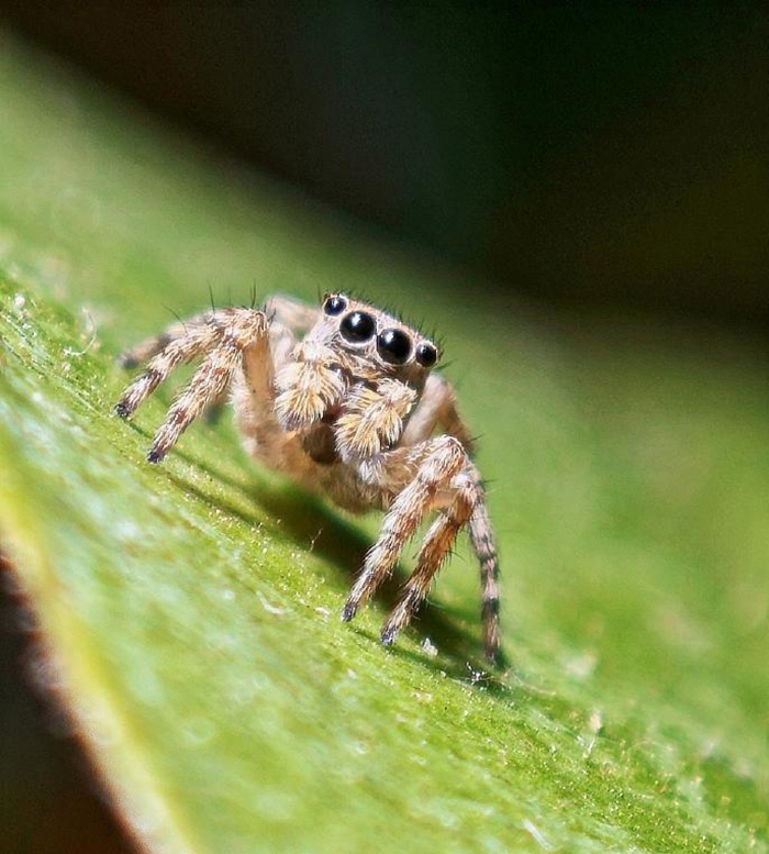Jumping Spider