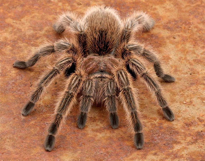Wolf Spider