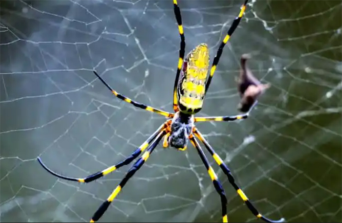Joro Spider