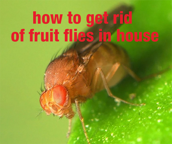 How to get rid of fruit flies in house