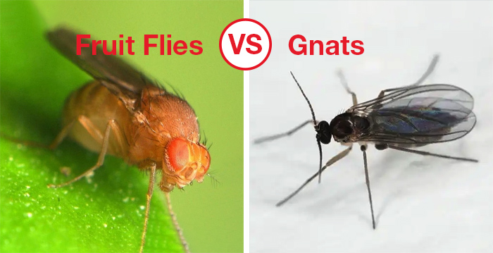 Differences between fruit flies and Gnats