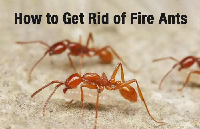 How to Get Rid of Fire Ants