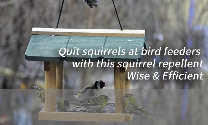 Quit squirrels at bird feeders with this squirrel repellent | Wise & Efficient