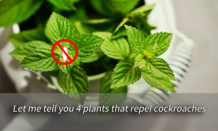 banner plants that repel cockroaches
