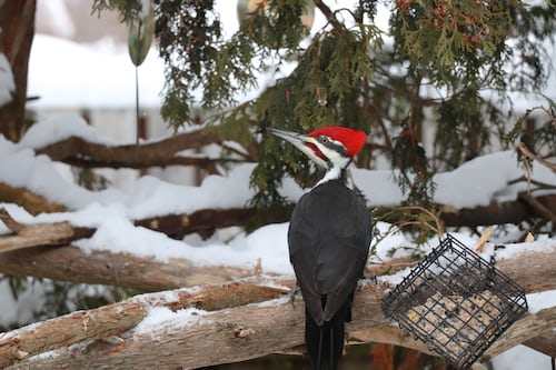 bird feeder special