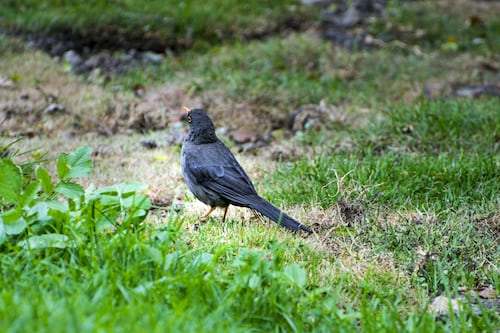 bird on the grassland