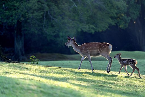 deer pictures walking