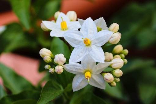 jasmine plants that repel cockroaches