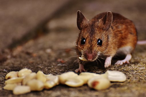 mouse stealing food