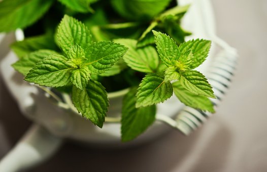 peppermint plants that repel cockroaches