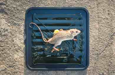 https://www.aosion.com/upload/allimg/202303/rat-mice-trapped-Rat-Adhesive-Board.jpg