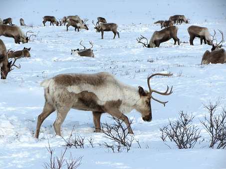 reindeer hoont animal horns