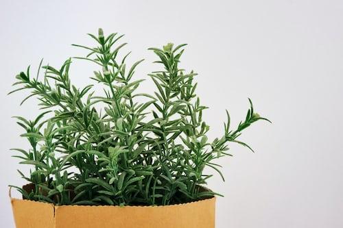 rosemary plants that repel cockroaches