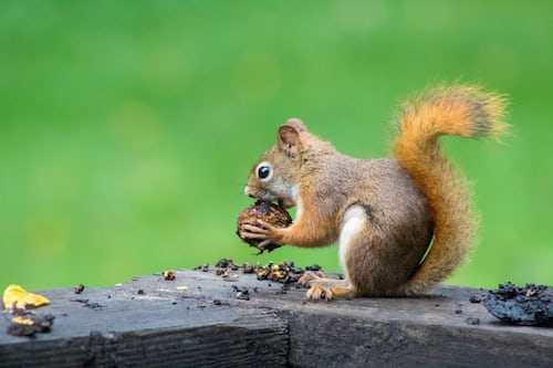 squirrels eating