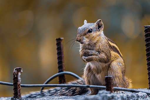 squirrels hug watching