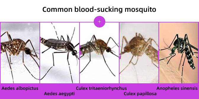 5 Common blood sucking mosquito