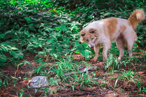 A dog found the snake