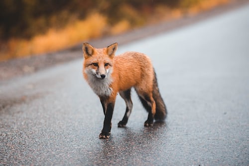 A fox on the road