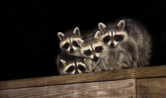 A group of raccoons at night