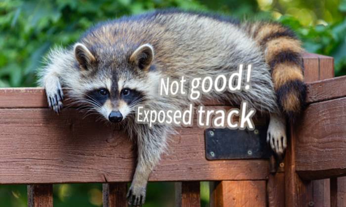 A raccoon exposed track
