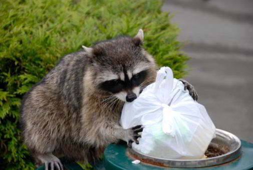 A raccoon looking for food in a trash can