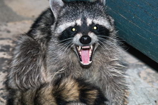 A scary raccoon