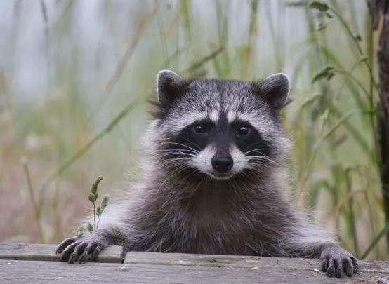 Raccoons are cute and dangerous