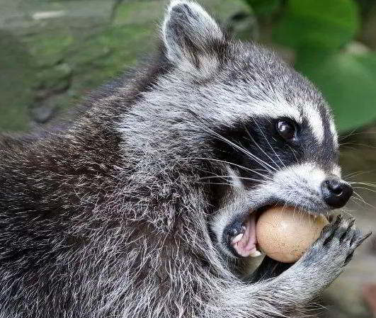 Raccoons eat eggs