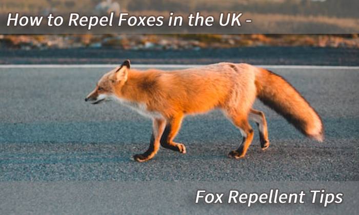 banner fox repellen
