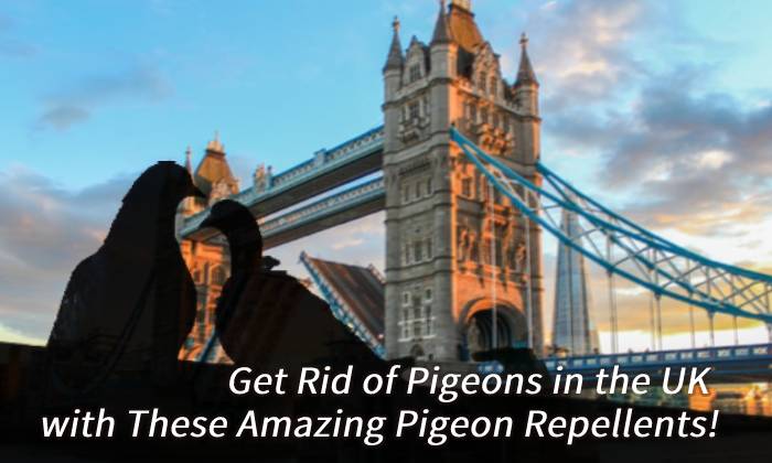banner pigeon repellent