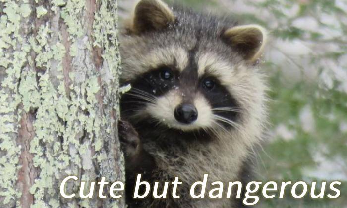 banner ultrasonic raccoon repeller