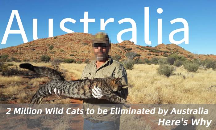 banner wild cat australia