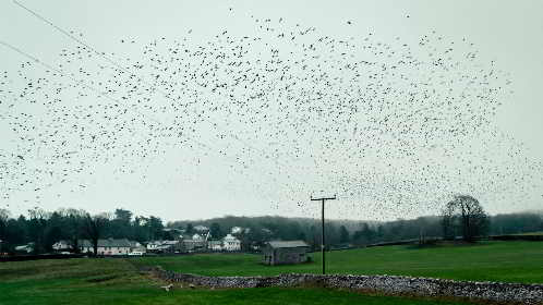 birds flying