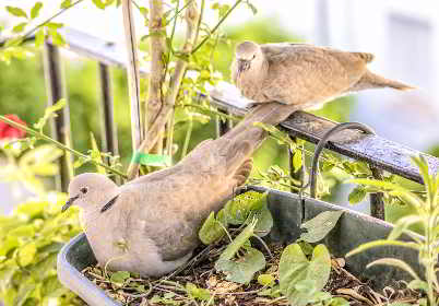 birds on the garden