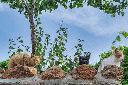 cat in the garden